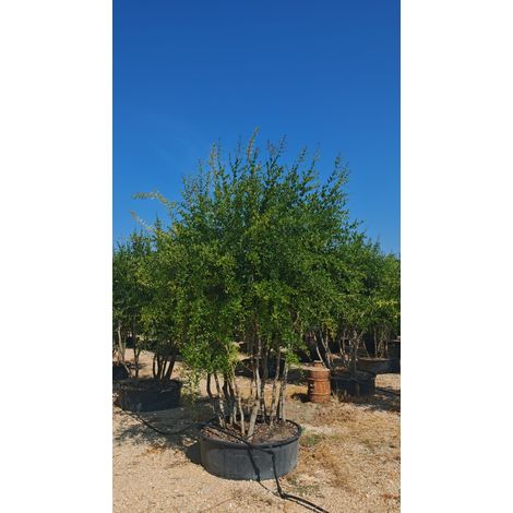 PUNICA GRANATUM (MELOGRANO) MULTITRONCO VASO 110 H.300/350 (1/4)