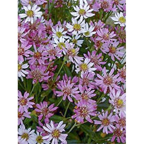 Aster 'Asrugo' Godet de 8/9 cm (1/2)