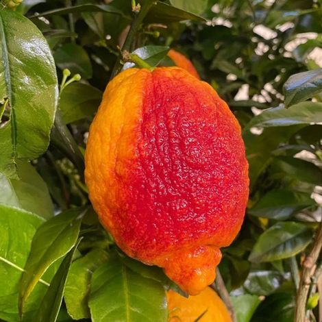 PIANTA DI LIMONE ROSSO innesto basso in vaso 20 (foto reali)
