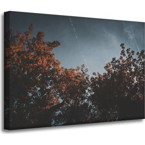Leinwanddruck Orangenbaumkronen 70x50
