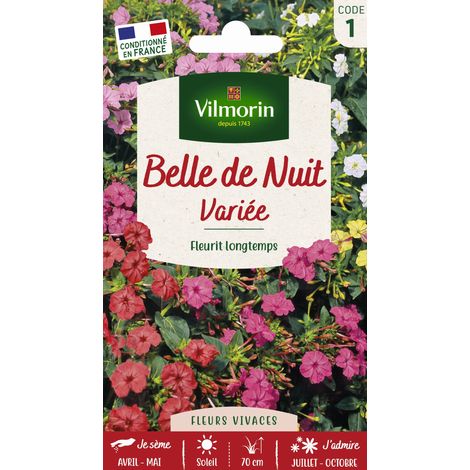 Vilmorin – Belle de nuit variée – Graines de fleurs multicolores – Période de semis : printemps – Exposition : ensoleillée à mi-ombre
