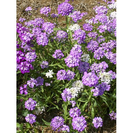 Corbeille d'argent, Thlaspi 'Fairy mixed' le sachet de 550 graines (1,5g) (1/2)