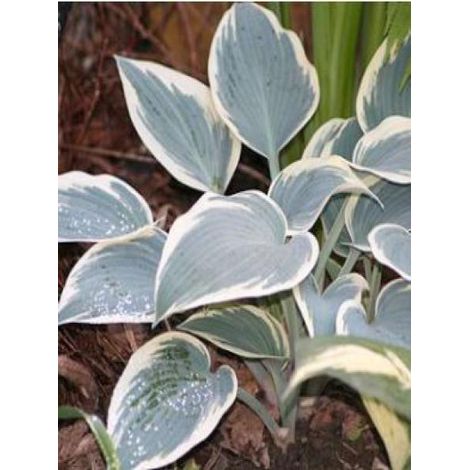 Hosta  'El Nino' Pot de 2L/3L (1/2)