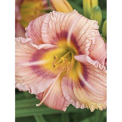 Hemerocallis Everydaylily Rose - Lis d'un jour Godet de 8/9 cm (1/2)