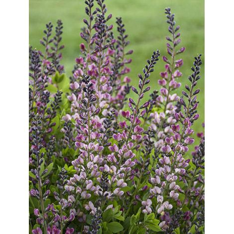 Lupin indigo 'Decadence Pink Truffles' Godet de 8/9 cm