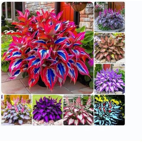 Graines de Fleurs Hosta Multicolores - 200 Graines pour Plantes à Feuillage Décoratif (1/5)