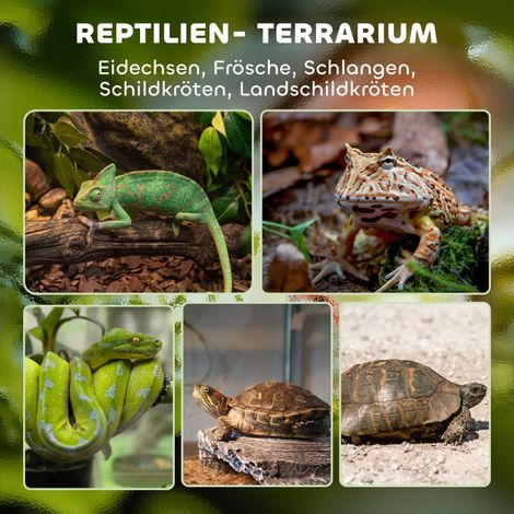 Terrarium en verre pour reptiles, socle surélevé imperméable, fermeture à bouton-poussoir, idéal pour lézards et serpents (1/5)