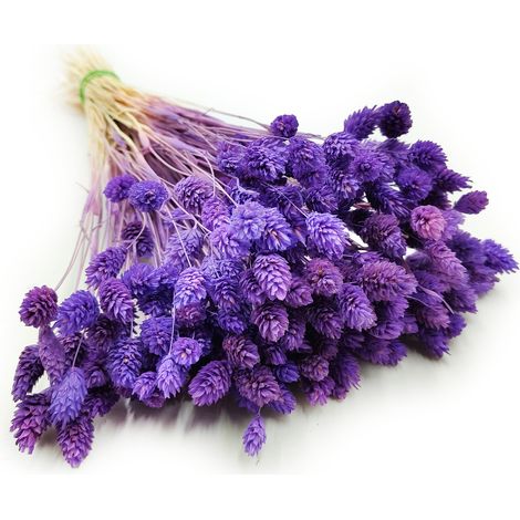 Phalaris seco - Canario - (Cerebro de canario) - Morado