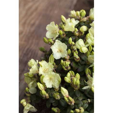 Keiskei-Rhododendron 'Wren' Rhododendron ludlowii 'Wren' 2L 20- 25 (1/4)