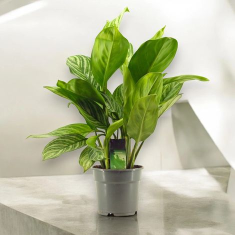 Gardenaria Aglaonema 'Stripes' - Pianta da interno ornamentale - Altezza: 65 cm (vaso 17) (1/5)