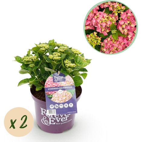 Hortensia de Jardin Hydrangea Forever & Ever Rose - Lot de 2 Plantes - Pot 23 cm Hauteur 55 cm - PANGIVO (1/5)
