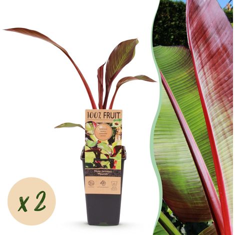 Bananier Rouge du Congo Musa Ensete Maurelli - Plante Exotique Extérieur et Intérieur - Lot de 2 - PANGIVO