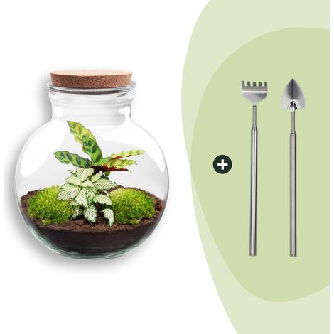 Terrarium Plante DIY Teddy avec Lumière Écosystème Autonome Calathea Fittonia Ø 25 cm - PANGIVO (1/2)