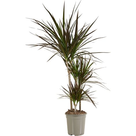 Bloomique - Dracaena Marginata - Dragonnier - Plantes d'intérieur - Purifiant l'air - Très facile d'entretien - Hauteur 90-110 cm - Pot 21 cm
