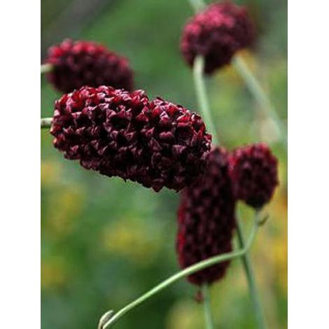 Pimprenelle 'Chocolate Tipp'® Godet de 8/9 cm