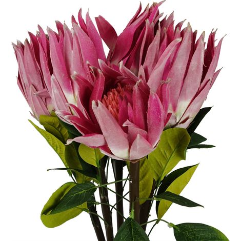 Pack of 6 x 65cm Protea Sugarbush Flower Stem - Pink (1/5)