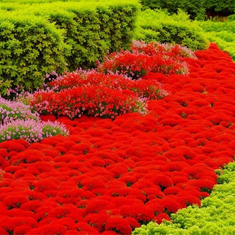 Graines de Thym – 50000 Graines pour Cuisine, Jardin et Potager, Herbes Aromatiques Parfumées et Décoratives, Rouge (1/5)