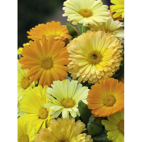 Souci des jardins 'Fiesta Gitana' le sachet de 300 graines (2,5g) (1/2)