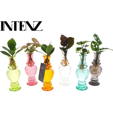 Plantes hydroponiques d’intérieur mix en vase verre lot 6 pièces pot 7 cm hauteur 20 cm - PANGIVO (1/2)
