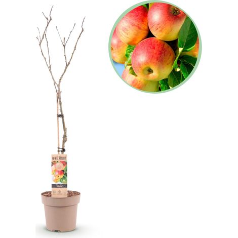 Pommier Jonagold Malus Domestica Arbre Fruitier Pommes Sucrées Résistant Hiver 90 cm Pot 21 cm - PANGIVO (1/4)