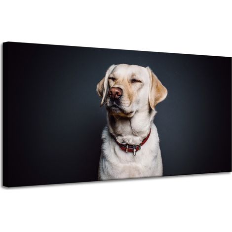 Leinwanddruck Tiere Hund Schwarzer Hintergrund 120x60