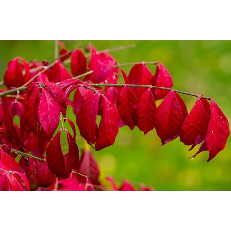 Gardenaria Evonimo - Euonymus 'Alatus' - Arbusto ornamentale da giardino - Altezza: 40/60 cm (vaso19) (1/5)