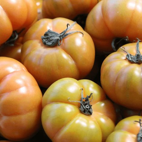 Plant de tomate Ananas/Godet - 5/20 cm (1/2)