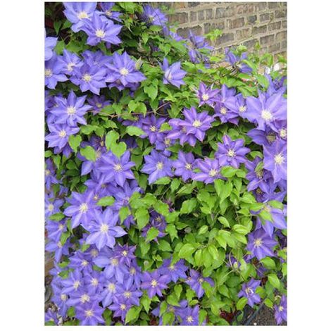 Clématite 'H F Young' Pot de 1,5L/2L