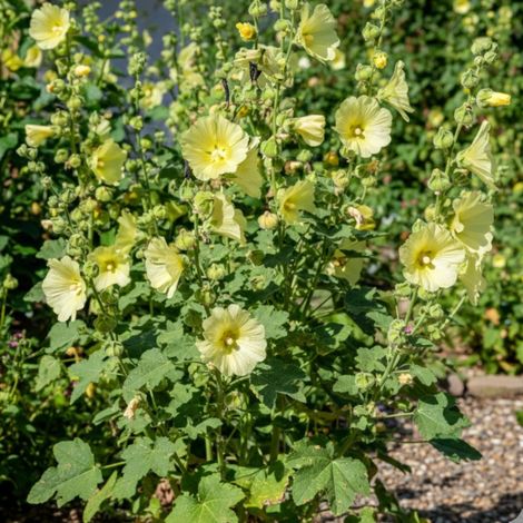 Rose trémière Russe/Lot de 5 godets (1/5)