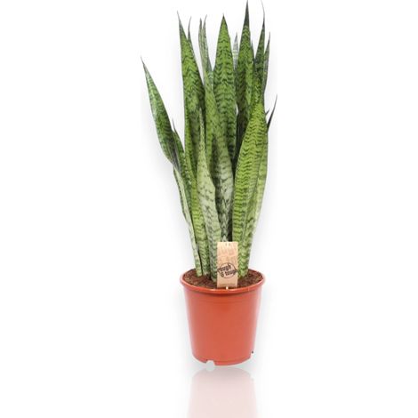 Gardenaria Sansevieria zeylanica - Pianta da interno ornamentale - Altezza: 40 cm (vaso 14) (1/5)