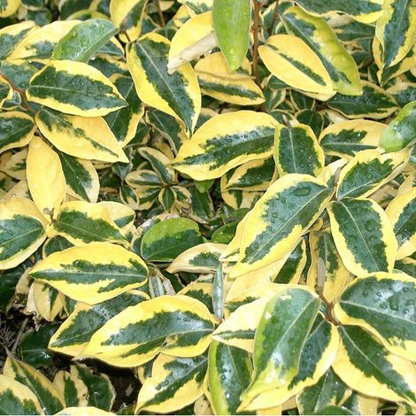 Chalef  - Elaeagnus ebbingei 'Gilt Edge'  - 30-40 cm pot