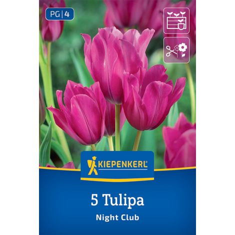 Kiepenkerl Herbstblumenzwiebel Tulpen Night Club 5 Stück (1/2)