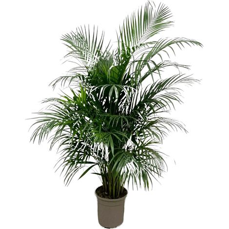 Palmier Areca Dypsis Lutescens - Plante d'Intérieur Tropicale - Vert-Jaune - 140 cm - Ø 21-24 cm - PANGIVO (1/5)