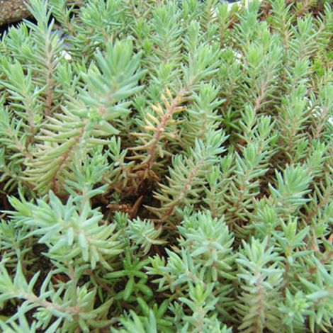 4 x Orpin réfléchi - Sedum reflexum  - godet 9x9 cm (1/4)