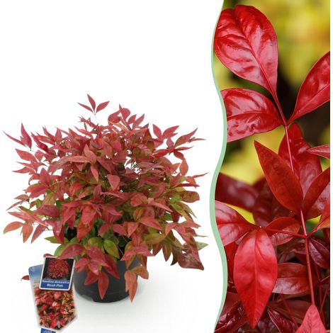 Nandina domestica Blush Pink Bambou Sacré Arbuste Persistant Rose Pot 17cm Hauteur 40cm - PANGIVO (1/5)