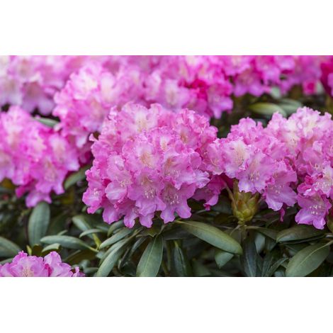 Rhododendron-Hybride 'Anastasia'® Rhododendron Hybr.'Anastasia' -R- C 7,5 40- 50