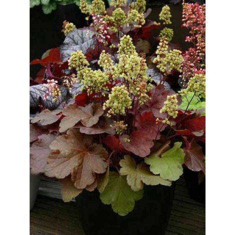 Heuchère 'Blondie' Godet de 8/9 cm (1/3)