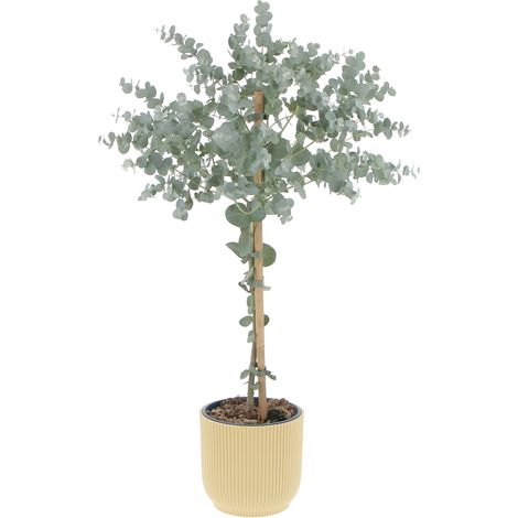 Eucalyptus Gunnii con Eco-Vaso Butter Yellow - Alberello di Eucalipto - H 70-80 Vaso Ø 15 cm
