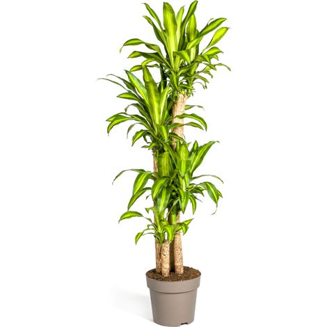 Dracaena Fragrans Massangeana Plante d'Intérieur Tropicale Feuillage Vert et Jaune Ø30 cm 170-190 cm - PANGIVO (1/5)