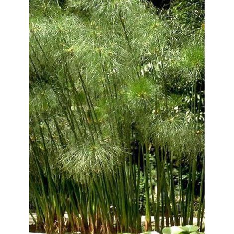 Papyrus du Nil, Souchet à papier Pot de 2L/3L
