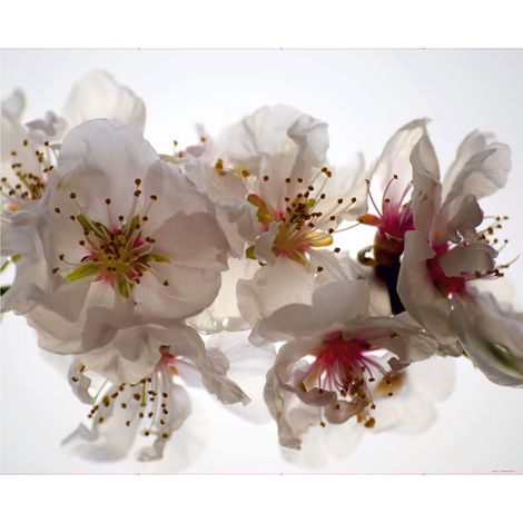 papier peint panoramique fleurs blanc et rose - Sanders & Sanders (1/4)
