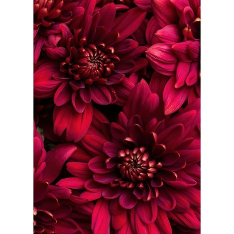 Tableau sur toile fleurs vives 30x45 cm - Impression sur Toile Murale Décorative - Image imprimée en HD sur Toile - Toile sur Châssis en Bois FSC - Fabriqué en France (1/5)