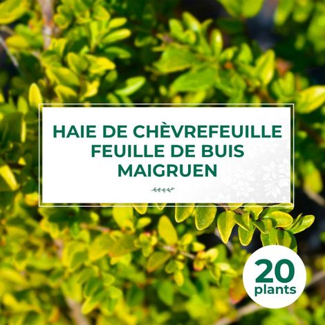 20 Chèvrefeuilles à feuilles de buis 'Maigruen' (Lonicera Nitida 'Maigrun') - Haie Basse de Chèvrefeuille à feuilles de buis (1/4)
