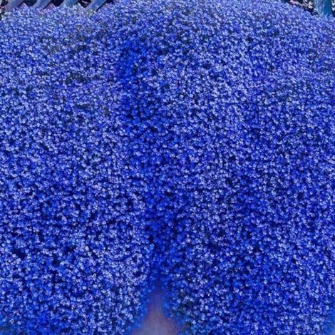 Lot de 10000 graines de thym multicolore – Plante vivace ornementale et aromatique, idéale pour culture extérieure et intérieure (1/4)