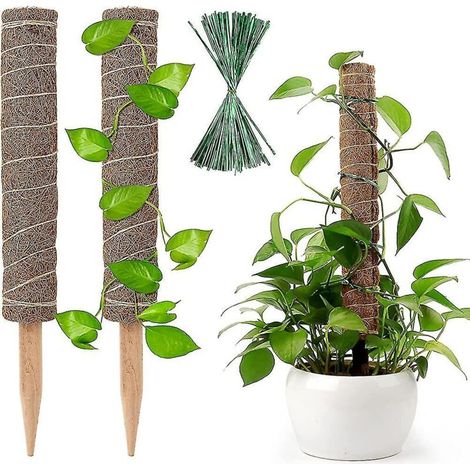 Set bestehend aus 2 Kokosnussstämmen und einer 40 cm langen Monstera-Pflanzenstütze mit Moos für Zimmerpflanzen (Monstera 'Chenny Plant'-Typ). (1/5)