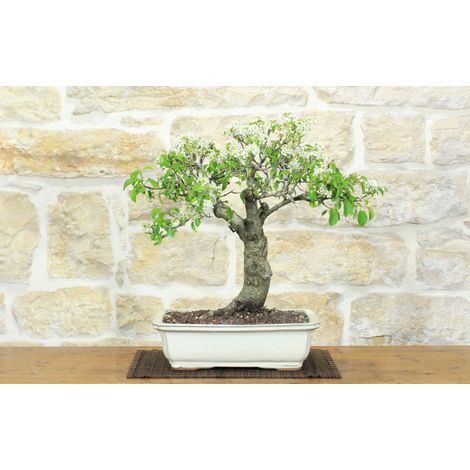 Bonsai di Ciliegio Selvatico (177) (1/5)