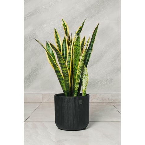 Plante Sansevieria Pot 18cm photo réelle H 60 cm (1/3)