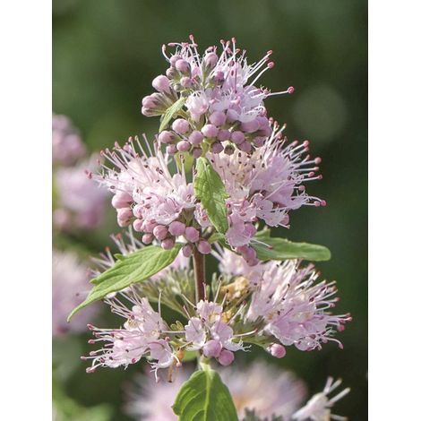 Barbe-bleue, Spirée bleue 'Pink Perfection' Pot de 2L/3L (1/3)