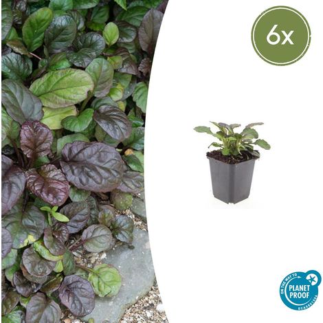 Lot de 6 Ajuga reptans 'Catlin's Giant' Bugle Rampante Couvre-sol Bleu 10-25 cm Pot Ø 9 cm - PANGIVO (1/5)