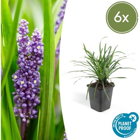 Lot de 6 Liriope muscari 'Big Blue' Couvre-sol Persistant Fleurs Violettes Pot Ø9 cm 10-25 cm - PANGIVO (1/5)